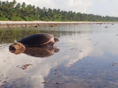 新的研究表明，海平面上升可能会淹没脆弱的海龟巢穴